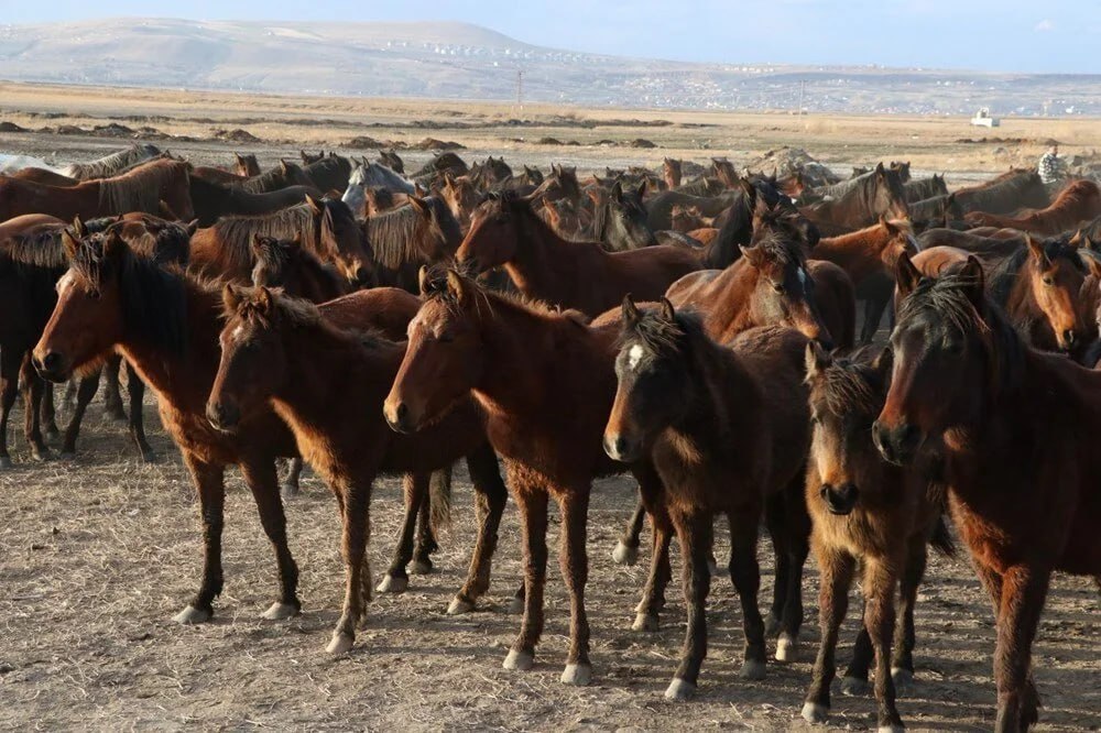 Hürmetçi Sazlığında mutlu son